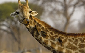 Nosey Giraffe  / Africa