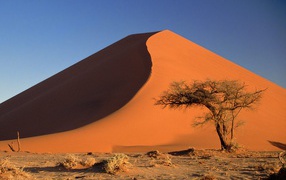 Sand dunes and Acacia Tree / Namib Desert / Namibia / Africa