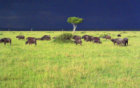 Саванна / Африка