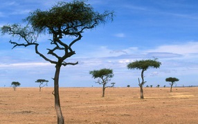 Scattered Acacia Trees / Kenya / Africa