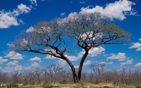 Шакаве / Ботсвана / Африка