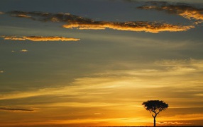 Single Acacia Tree at Sunrise / Masai Mara / Kenya / Africa