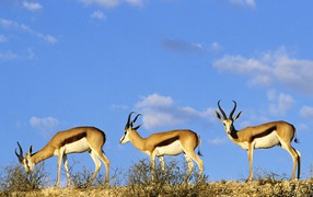 Springboks / Kgalagadi Transfrontier Park  / Kalahari / Africa