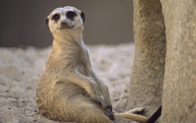 Taking a Load Off / Meerkat / Africa