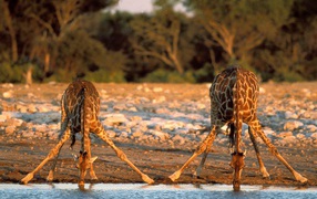 Thirsty Giraffes / Etosha National Park / Namibia / Africa