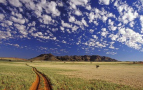 Tok Tokkie / Namib Desert / Namibia / Africa