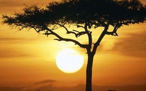 Синие Дикие животные в Восходе солнца / Масаи Мара / Кения / Африка