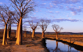 Boab Trees, Kimberly Plateau, Australia