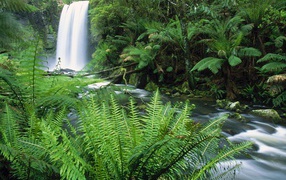 Hopetoun Falls / Otway Ranges / Victoria / Australia