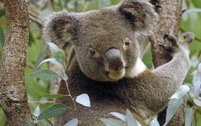 Koala in Eucalyptus Tree / Australia