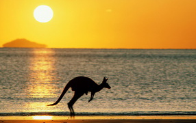 The kangaroo - Australia