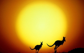 The kangaroo hop