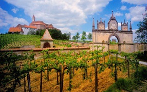 Австрийский Виноградник