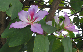 Бразильский цветок