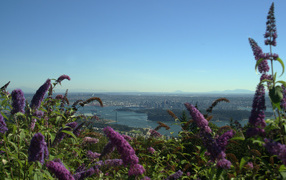 Цветочный Ванкувер