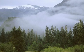 Дождливый лес