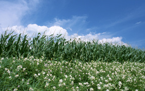 Граница кукурузы