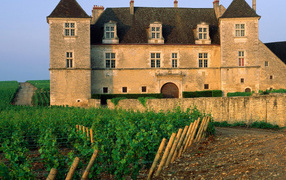 Виноградник возле замка