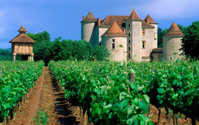France Vineyard