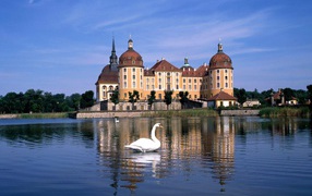 Лебеди на озере