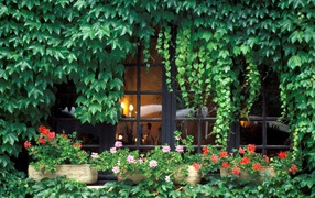 Заросли на домике