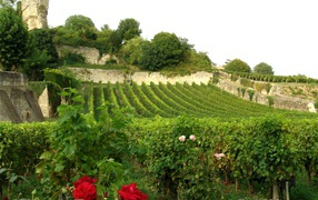 Виноградник