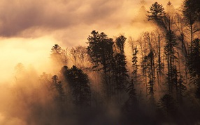 Лесистая местность в тумане