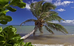 Кланящиеся пальмы