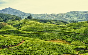 Plantations in India