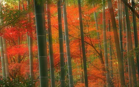 Bamboo Forest, Arashiyama park, Kyoto, Japan