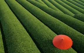 Tea fields, Japan