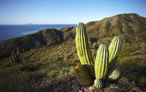 Mexico cactus tequila