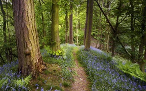 Лес в Подмосковье