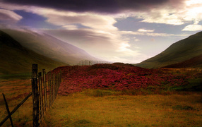 Шотландский Вереск