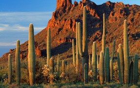 Alamo Canyon / Organ Pipe Cactus National Monument / Arizona / USA