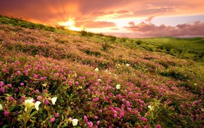 Анза Боррего Государственный Парк / Калифорния / США