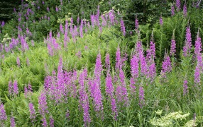 Поле Fireweed