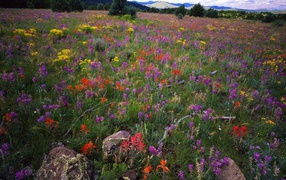 Область Локовид / Апачи-Ситгривс Национальный Лес / Аризона / США
