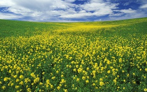 Field of Mustard