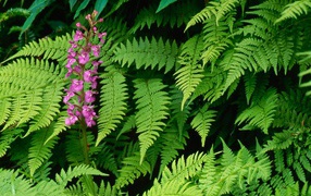 Орхидея Fringed, США