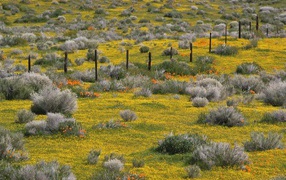 Золотые прииски, США