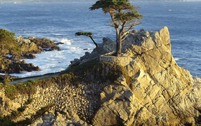 Lono Cypress / Pebble Beach / California / USA