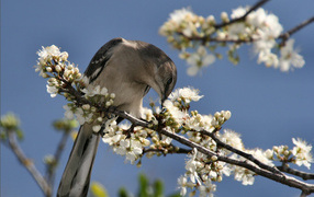 Mockingbird , USA