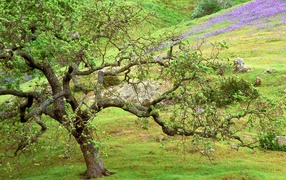 Oak Tree / Santa Rosa Creek / California / USA