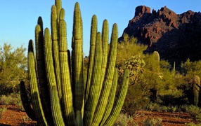Organ Pipe Cactus / Alamo Canyon /  Arizona / USA