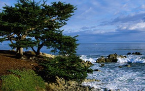 Pacific Grove Coastline / California / USA
