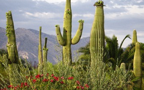 Saguaro Cacti , USA