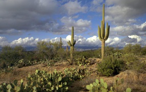 Сагуаро Национальный Парк / Аризона / США