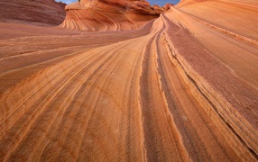 Водоворот / Северный Американский волк Бьютт / Аризона / США
