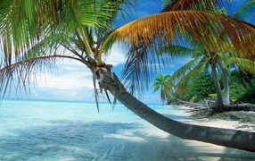 Французская Полинезия, раскинувшаяся пальма
